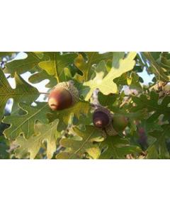 ΒΕΛΑΝΙΔΙΑ Quercus macrocarpa