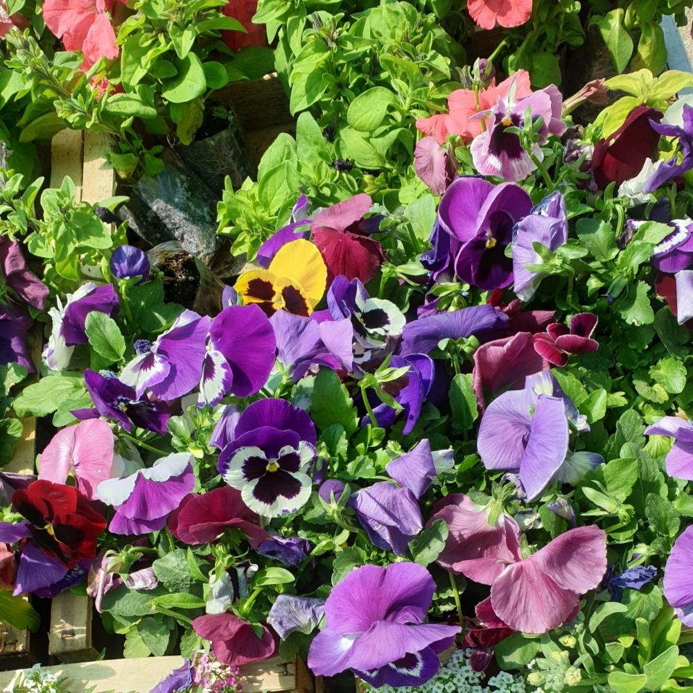 7. OCTOBER {noPicture}