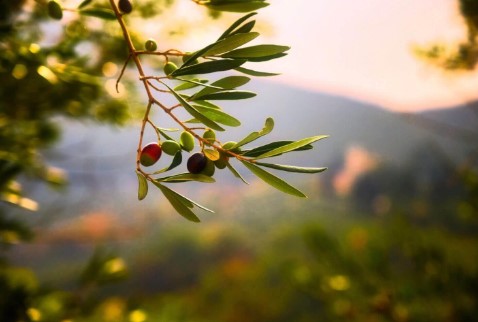 Θρέψη Ελαιώνα & Λίπανση {noPicture}