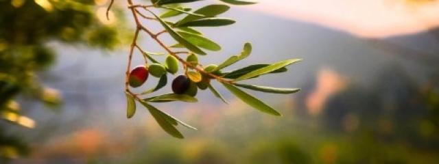Θρέψη Ελαιώνα & Λίπανση {noPicture}