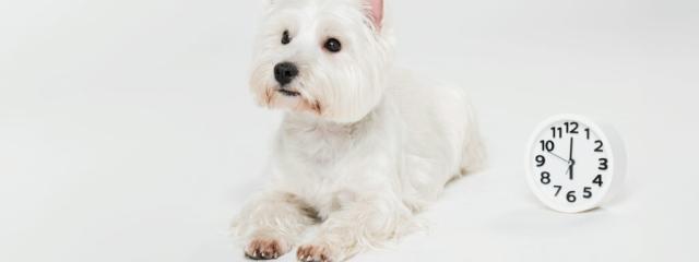 Dog time: Ο χρόνος… αλλιώς