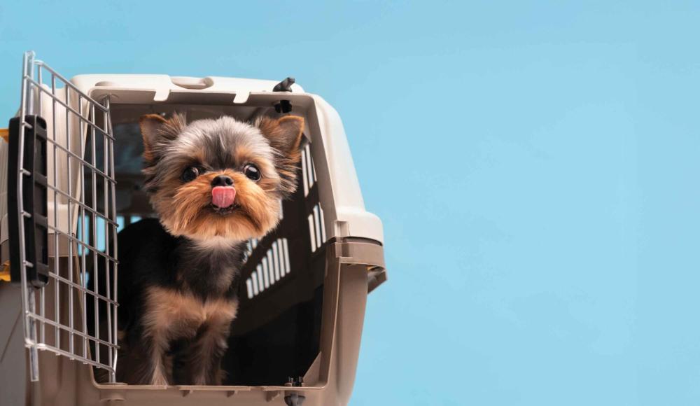 Ταξίδι με έναν σκύλο