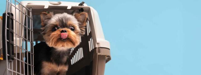 Ταξίδι με έναν σκύλο