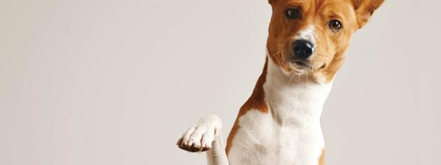 Κι όμως, o σκύλος μας επικοινωνεί την ταυτότητά του