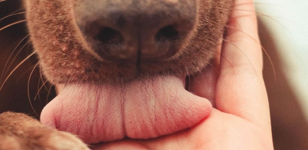 Ο σκύλος είναι σαν άνθρωπος στην καρδιά μας