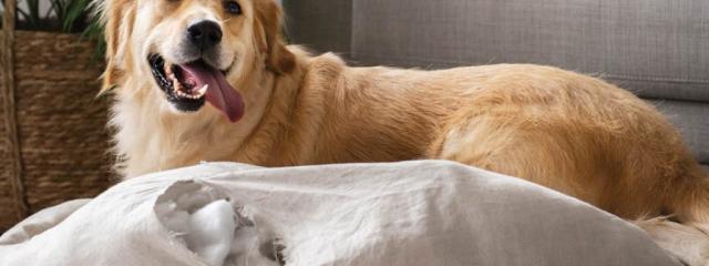 Τι φτάνει τον σκύλο μας στα άκρα;