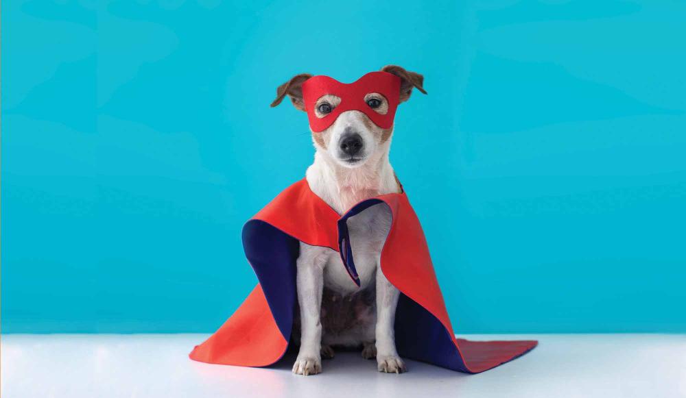 Η διαφορετικότητα του σκύλου