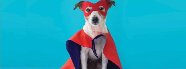 Η διαφορετικότητα του σκύλου