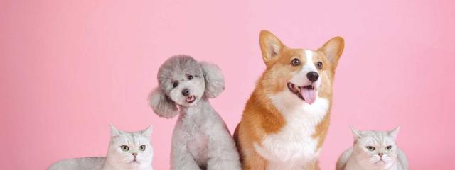 Φιλοζωία ή πράξεις φιλοζωίας;