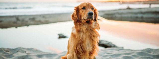 Να μπει ο σκύλος στη θάλασσα ή να μη μπει;