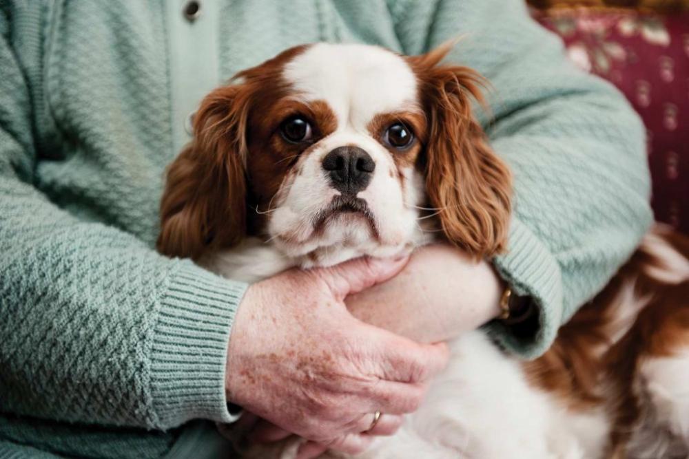 Σκύλος στα μέτρα σας!