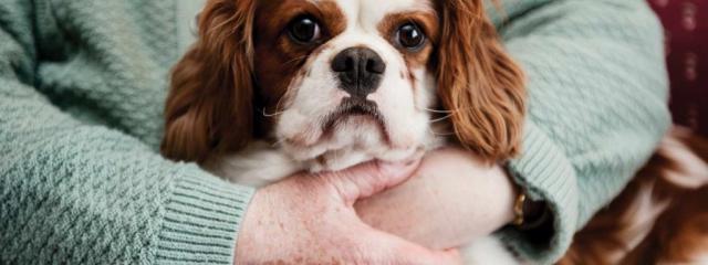 Σκύλος στα μέτρα σας!