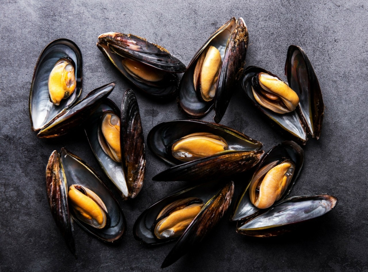 Τύποι & Ποικιλίες Μυδιών 