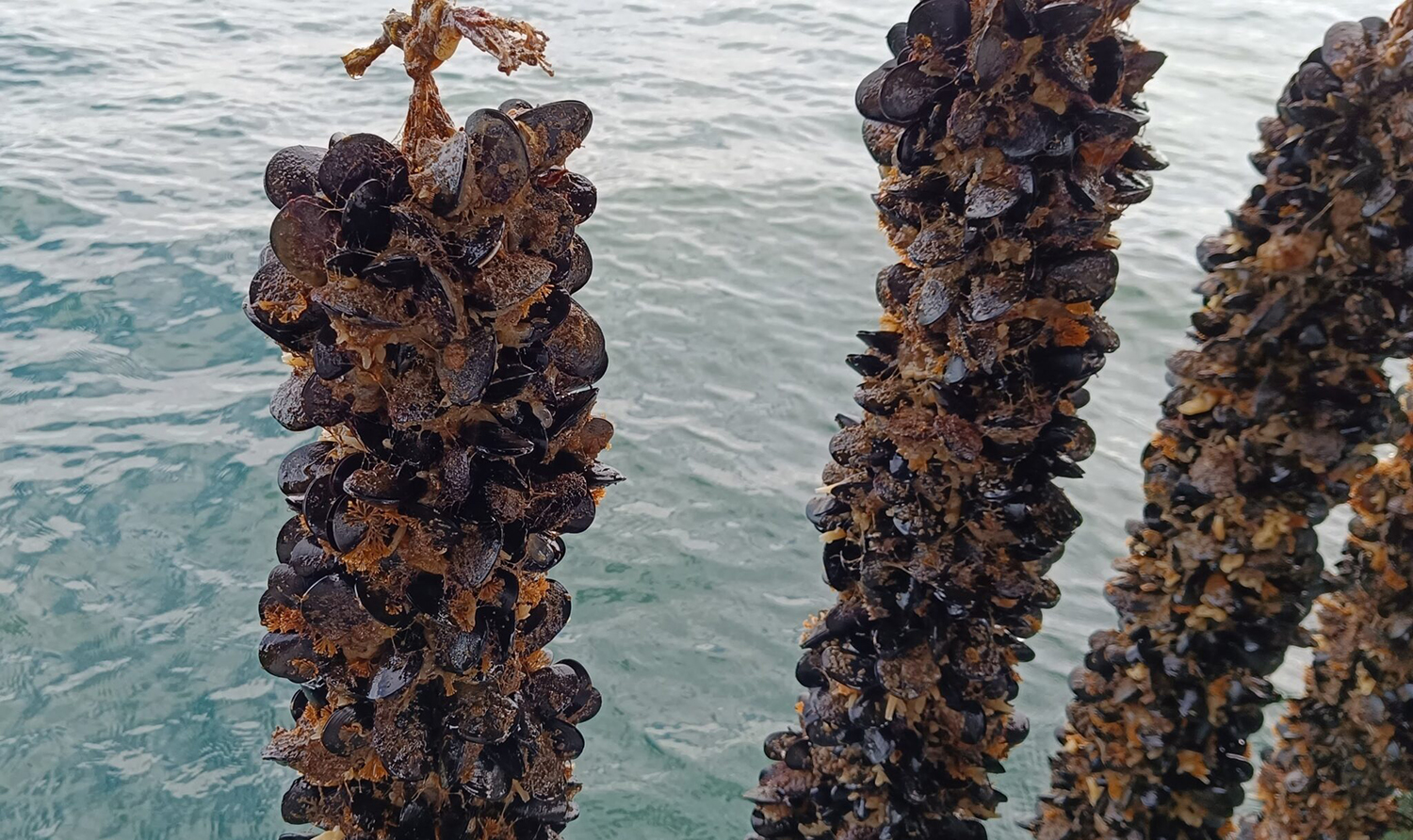 Μυδοκαλλιέργεια Πιερίας 