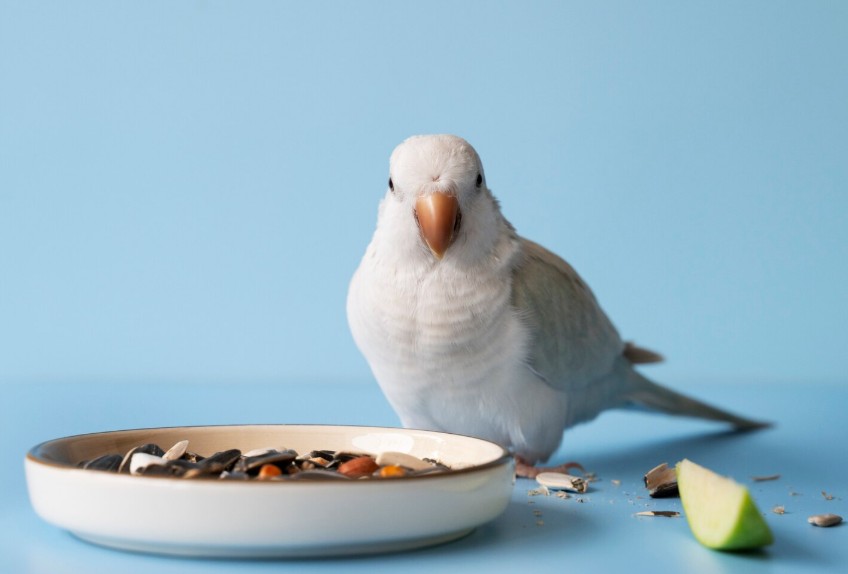 Τροφές για πτηνά 