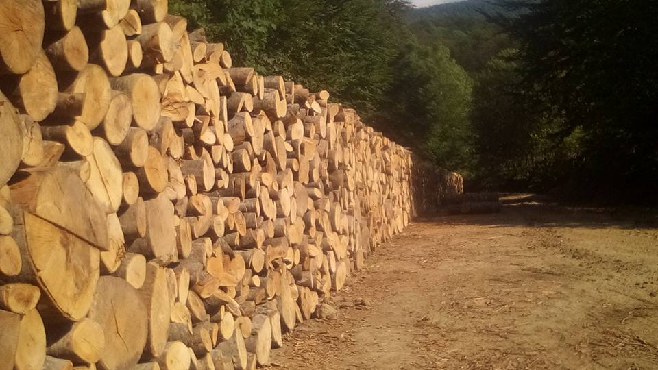 ΦΩΤΟΓΡΑΦΙΕΣ 