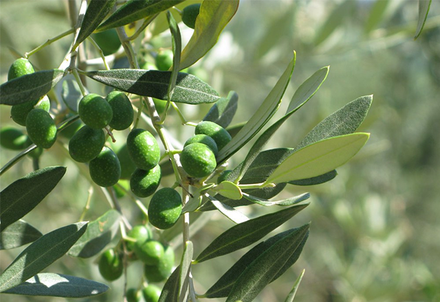 Κορωνέικη 