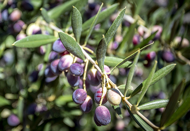 Αρμπεκίνα (Arbequina) 