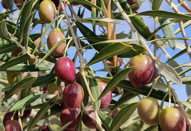 Πικουάλ (Picual) 