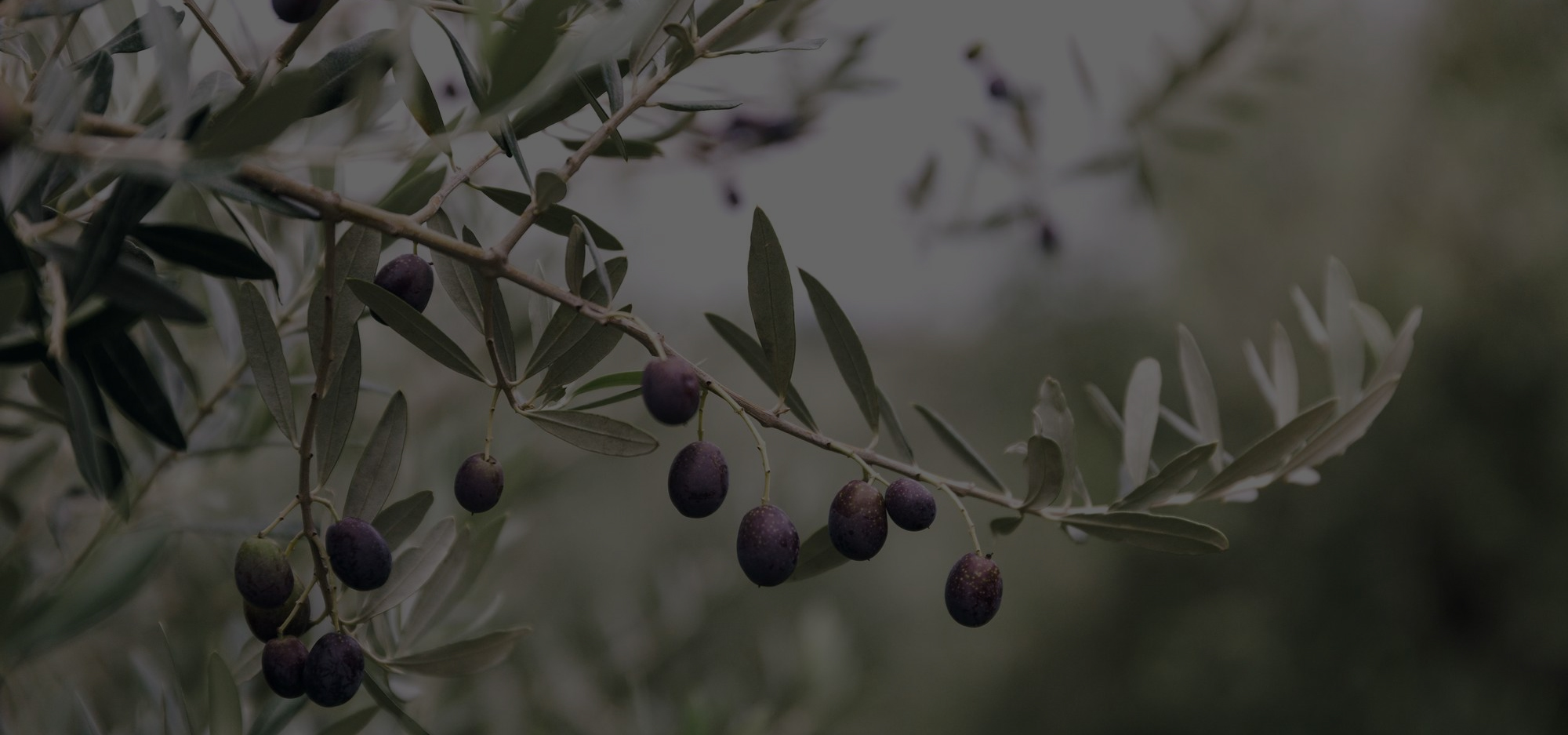 ΚΑΛΕΣΤΕ ΜΑΣ
