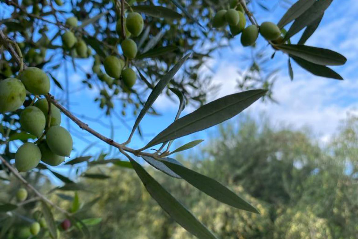 Το Προϊόν μας 