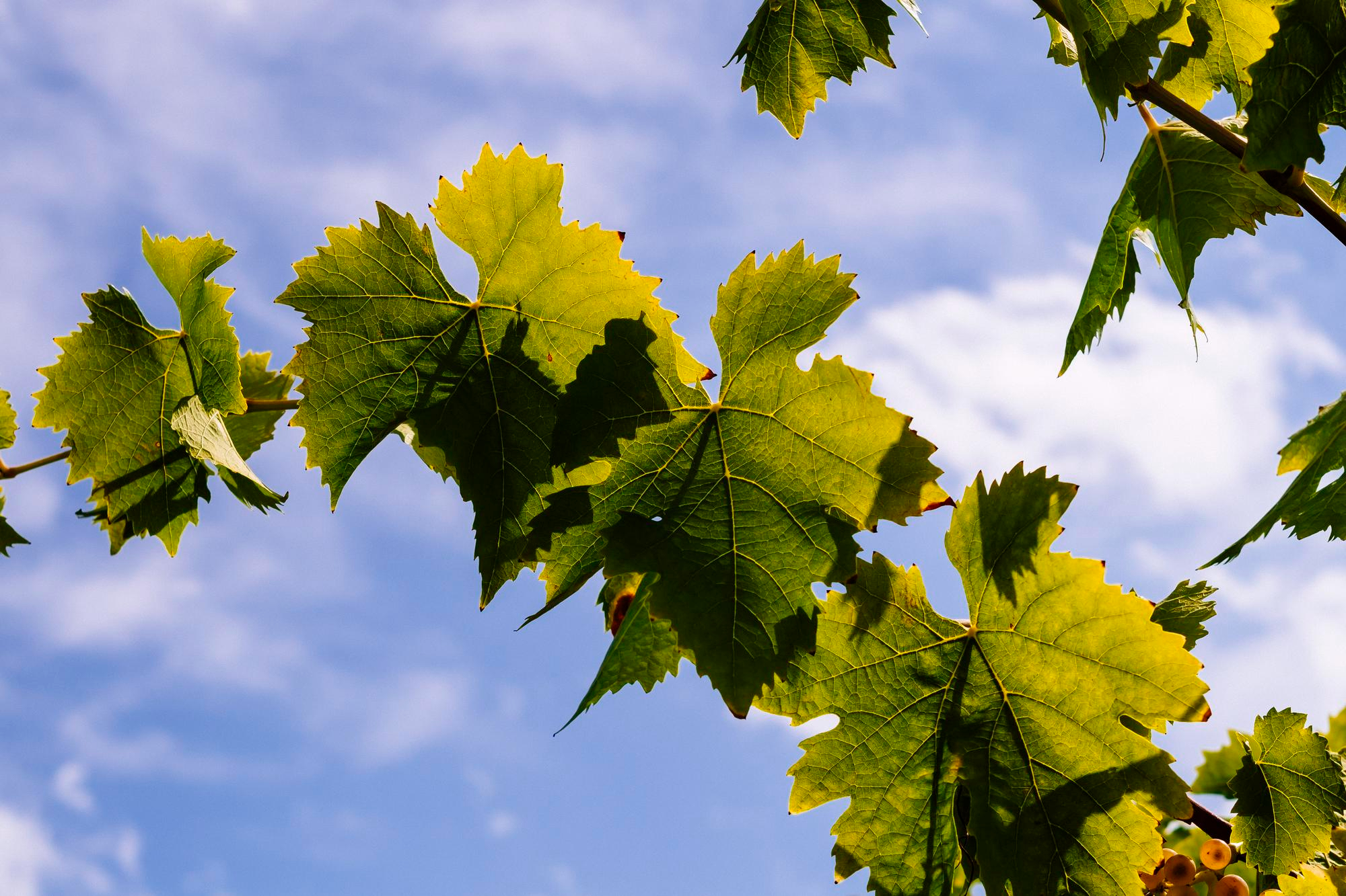 Το 2019: Η Παράδοση βρίσκει το Όνομά της 