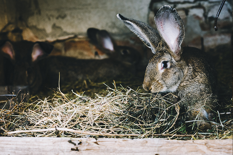 Βιοτεχνία Παραγωγής Ζωοτροφών 