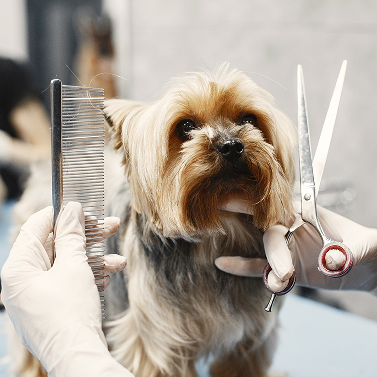 Pet Grooming 