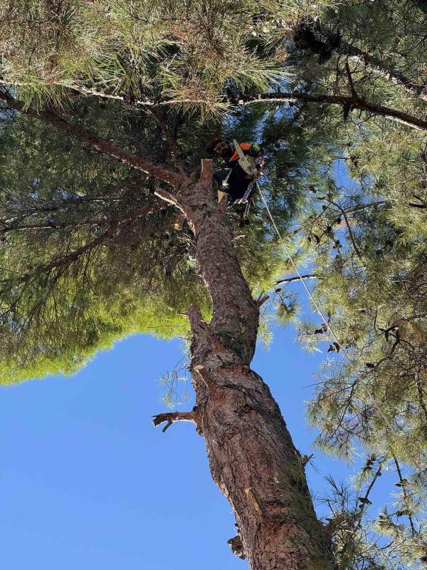 Κλαδέματα Δέντρων 