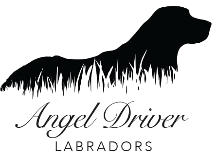 ANGEL DRIVER - ΕΚΤΡΟΦΕΙΟ ΛΑΜΠΡΑΝΤΟΡ ΑΤΤΙΚΗ – LABRADOR ΑΤΤΙΚΗ