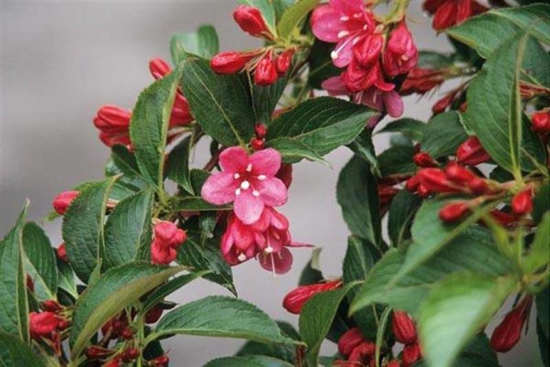 ΔΙΠΛΑΔΕΝΙΑ