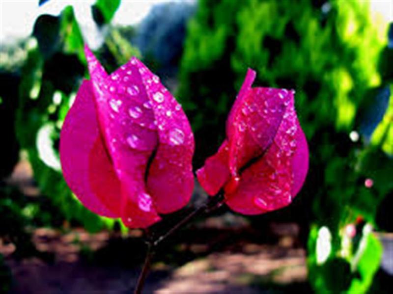 ΒΟΥΚΑΜΒΙΛΙΑ