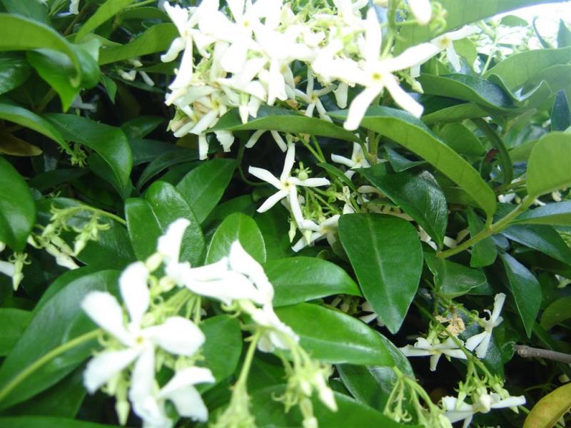 ΡΥΓΧΟΣΠΕΡΜΑ