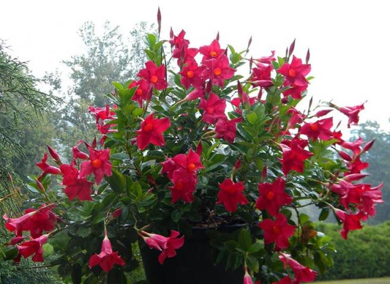 ΔΙΠΛΑΔΕΝΙΑ