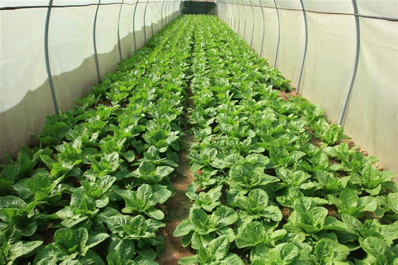 Ζαργάνης Πρότυπα Βιοαγροκτήματα Α.Ε.