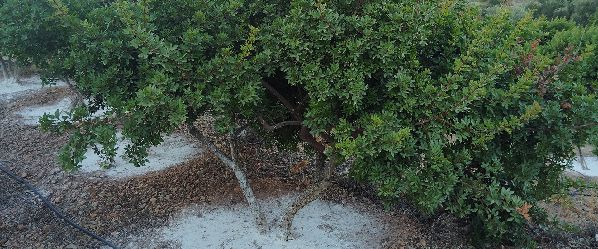 Slideshow image