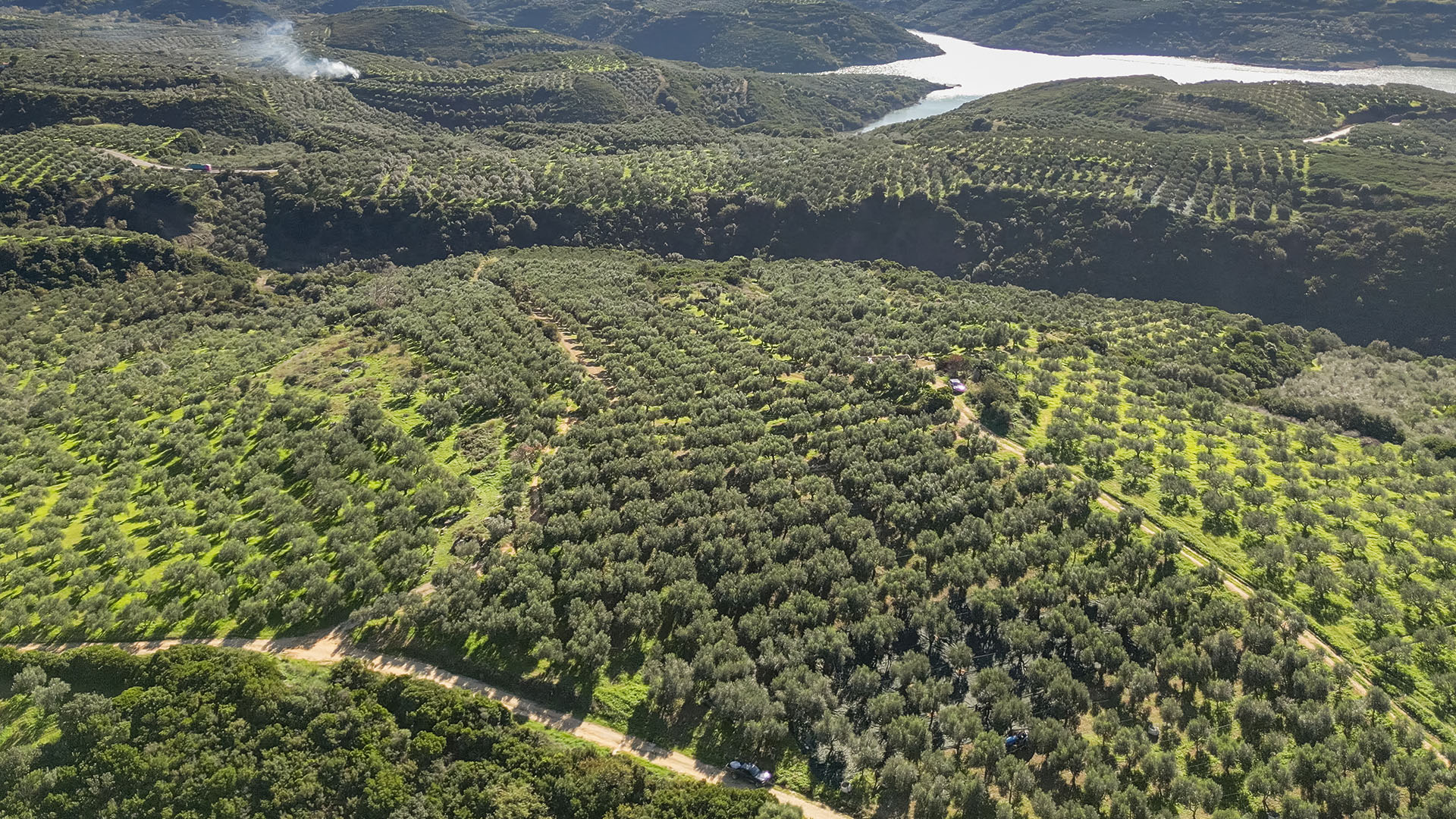 Από τον Ελαιώνα στο Τραπέζι σας