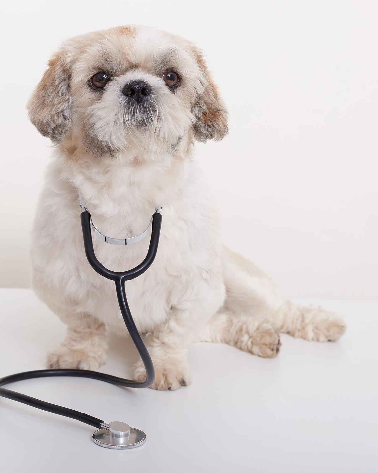 DemiVet Health for your pet DemiVet Health for your pet