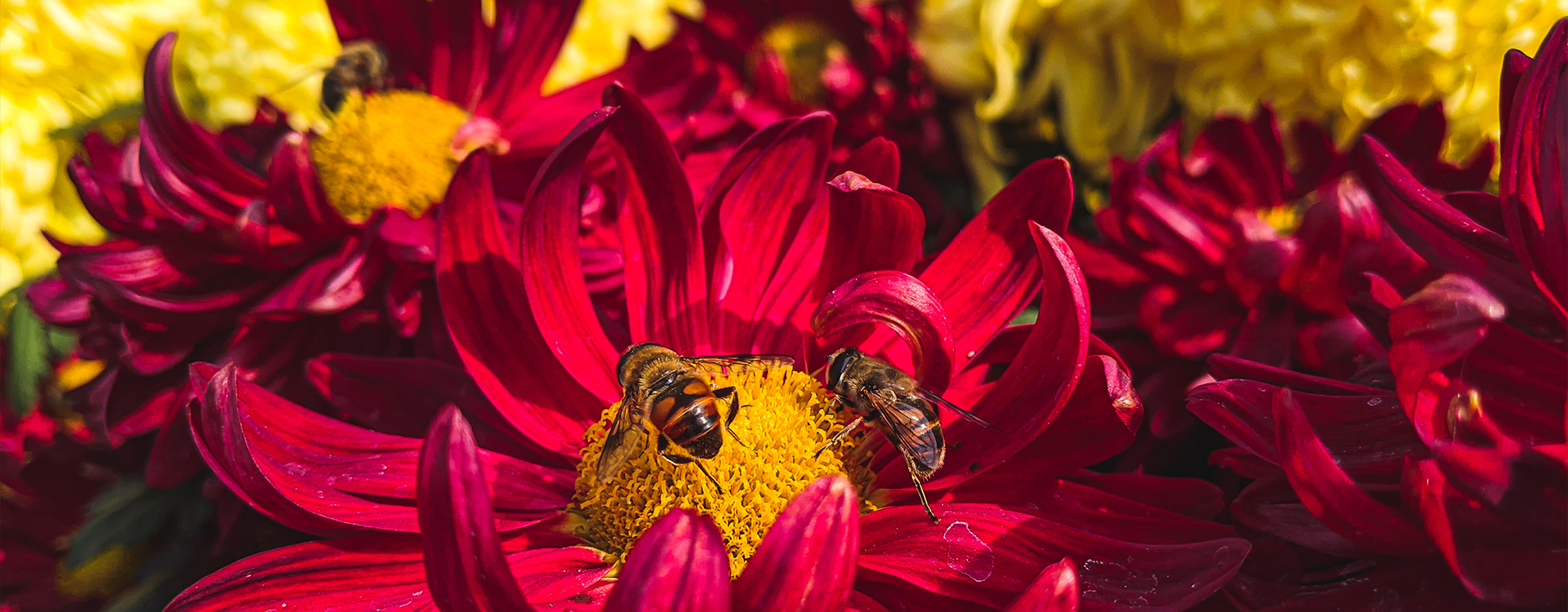 Μέλι Κωνσταντίνης Μέλι Κωνσταντίνης